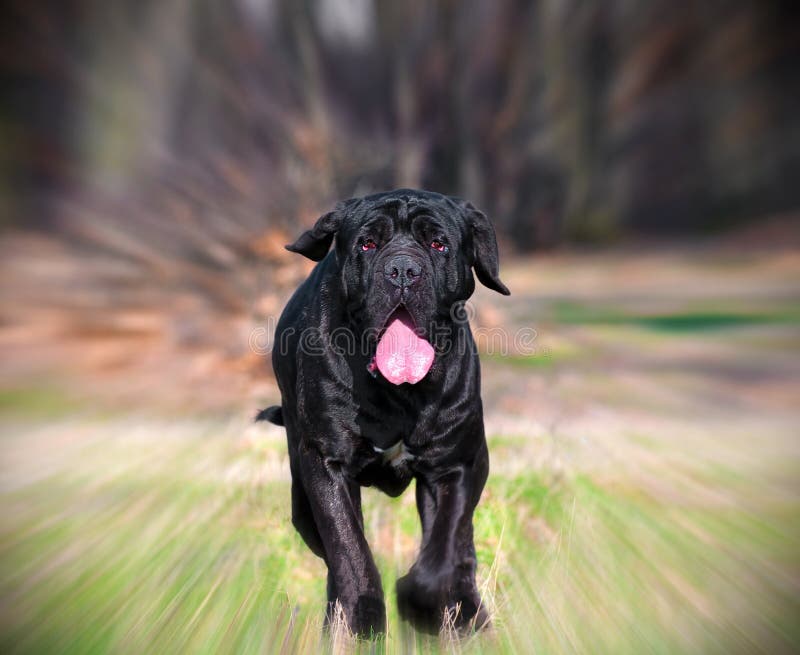 Beautiful Neapolitan Mastiff running on green meadow, blur effect