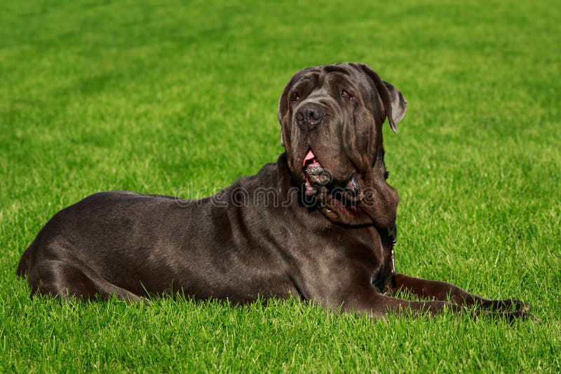 Breed dog Neapolitan Mastiff on a green grass. Breed dog Neapolitan Mastiff on a green grass