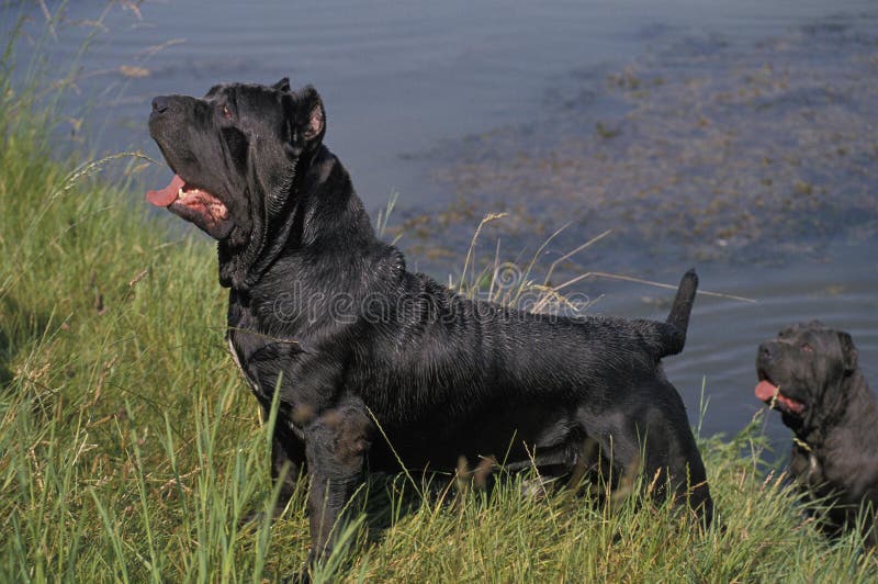 NEAPOLITAN MASTIFF DOG OLD STANDARD BREED WITH CUT EARS. NEAPOLITAN MASTIFF DOG OLD STANDARD BREED WITH CUT EARS