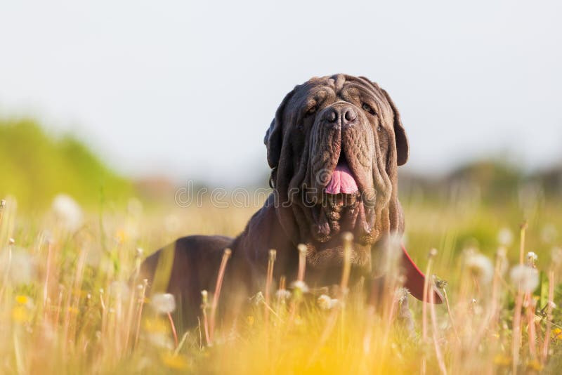 Picture of a Neapolitan Mastiff in a dandelion meadow. Picture of a Neapolitan Mastiff in a dandelion meadow