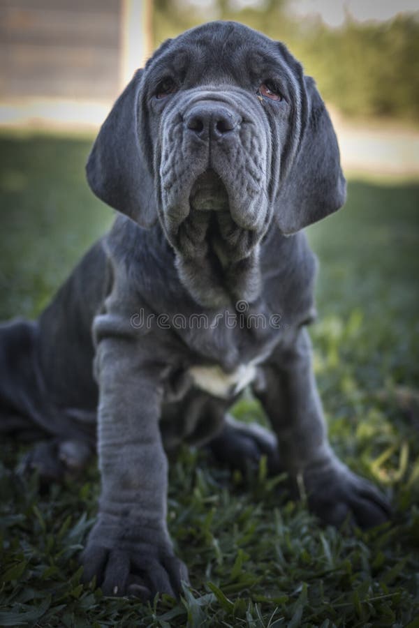 Mastino Napoletano Puppy, Stock Photo, Picture And Rights Managed