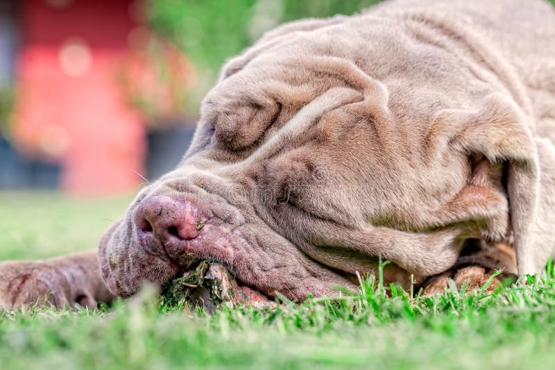 Neapolitan Mastiff Female Grey Dog Lying On A Green Lawn Happily Chewing A Large Raw Bone Held Between Its Front Paws. Neapolitan Mastiff Female Grey Dog Lying On A Green Lawn Happily Chewing A Large Raw Bone Held Between Its Front Paws