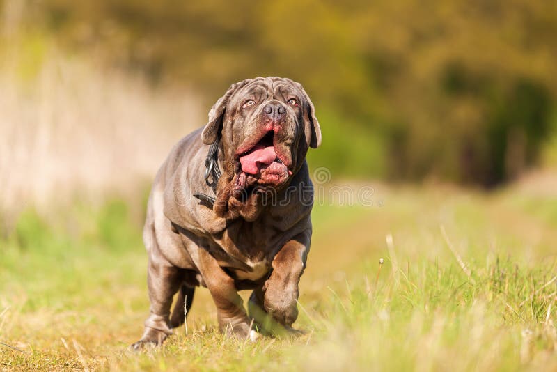 Picture of a Neapolitan Mastiff running on the meadow. Picture of a Neapolitan Mastiff running on the meadow