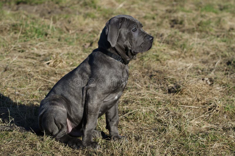 A cute eleven weeks old Neapolitan Mastiff puppy sitting with alert facial expression. A cute eleven weeks old Neapolitan Mastiff puppy sitting with alert facial expression.