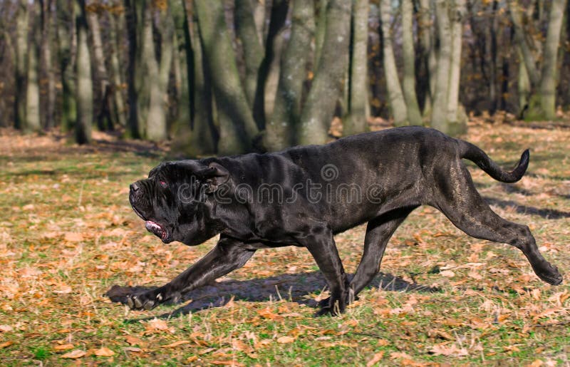 Neapolitanischer MastiffHund Mit Starken Blauen Augen Stockfoto Bild