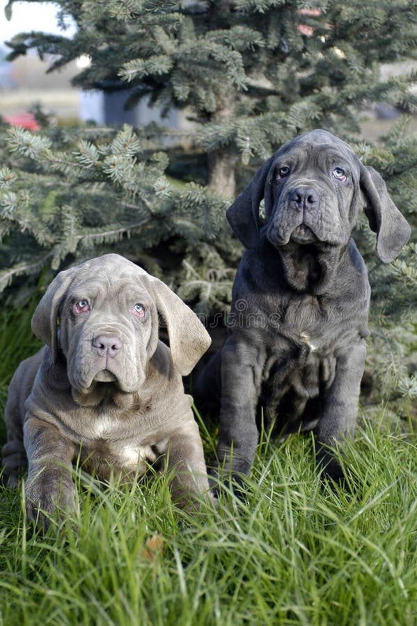 Neapolitano Mastiff