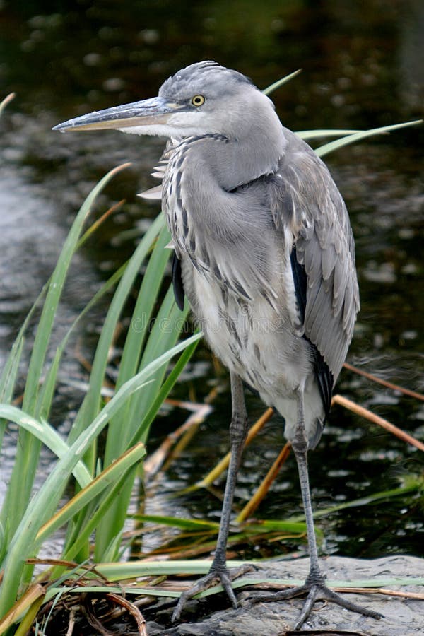 Near spionera vatten för grå heron royaltyfria bilder