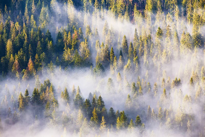 Nebbia di mattina nella foresta dell'abete e dell'abete rosso alla luce solare calda