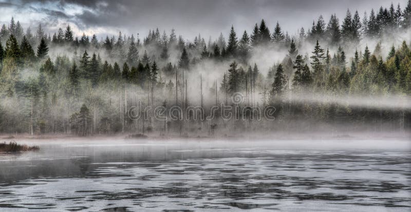 Nebbia drammatica in Forest Along Lake