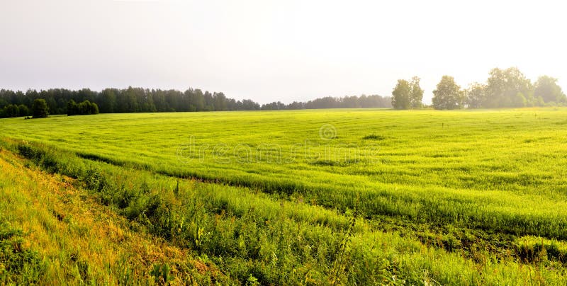 nebbia spessa di mattina nella nebbia spessa di mattina della foresta di estate nella foresta allo stagno Paesaggio di mattina in immagine stock libera da diritti nebbia spessa di mattina nella nebbia spessa di mattina della foresta di estate nella foresta allo stagno Paesaggio di mattina in immagine stock libera da diritti