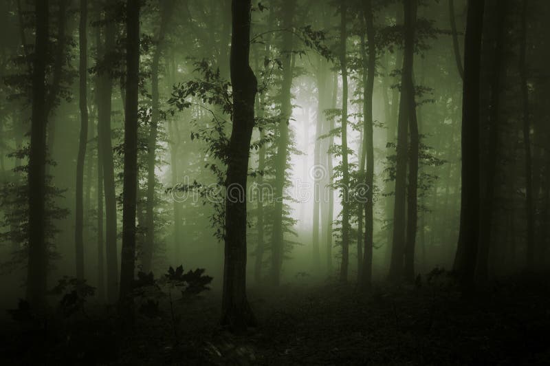 Green fog in dark natural forest. Green fog in dark natural forest