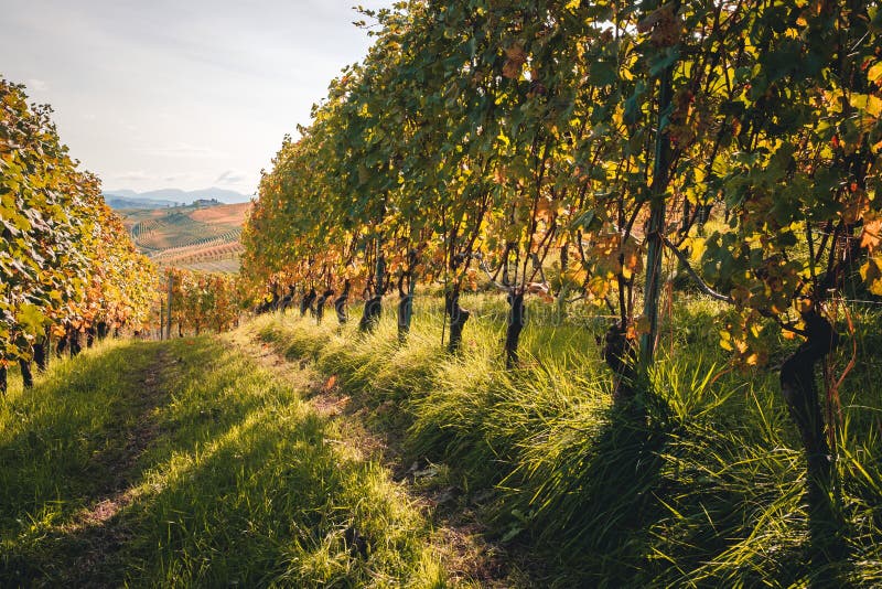 Vineyard Langhe rows field with cottage. Autumn beautiful orange and yellow colors. Viticulture Piedmont, Italy.