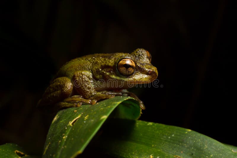 The common mist frog Litoria rheocola is native to the fast flowing streams of the wet tropics in northern Qld Australia. They are only seen at night, average about 35mm in size and are listed as critically endangered. The common mist frog Litoria rheocola is native to the fast flowing streams of the wet tropics in northern Qld Australia. They are only seen at night, average about 35mm in size and are listed as critically endangered.