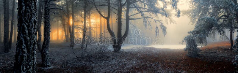 Nebel im Wald stockfoto