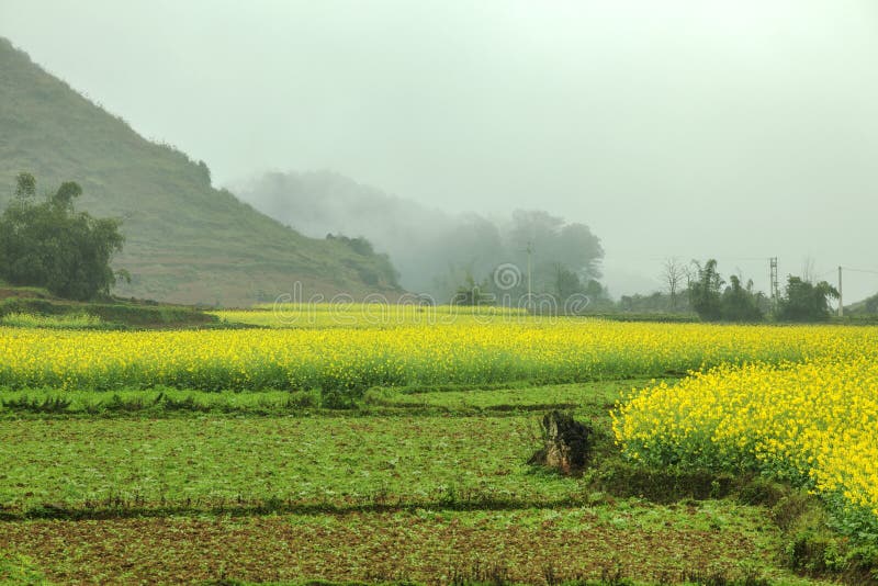 Fog and Canola field landscape at Quan Ba, Ha Giang province, Vietnam. Ha Giang is one of the six poorest provinces of Vietnam. Ha Giang is a famous tourist destination in Vietnam. Fog and Canola field landscape at Quan Ba, Ha Giang province, Vietnam. Ha Giang is one of the six poorest provinces of Vietnam. Ha Giang is a famous tourist destination in Vietnam.