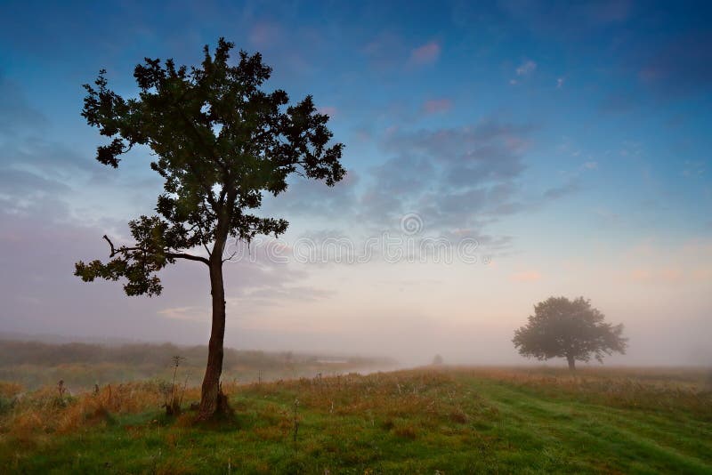 Nebelhafter Morgen auf einem Fluss Einzige Bäume auf einer grünen Wiese