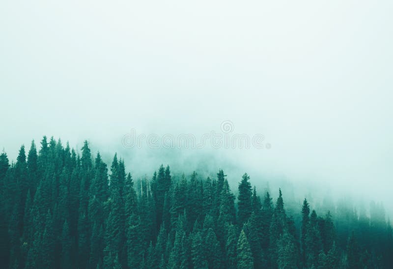 Nebelhaftes Nebelkiefernwaldberghang-Farbtonen