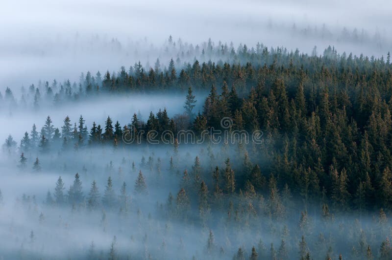 nebelige Landschaft Nebeliges Tal Nationalparks Sumava Detail des Waldes, Boubin-Berg der Tschechischen Republik