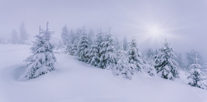 Nebelige Winterlandschaft im Wald. stockbild Nebelige Winterlandschaft im Wald. stockbild