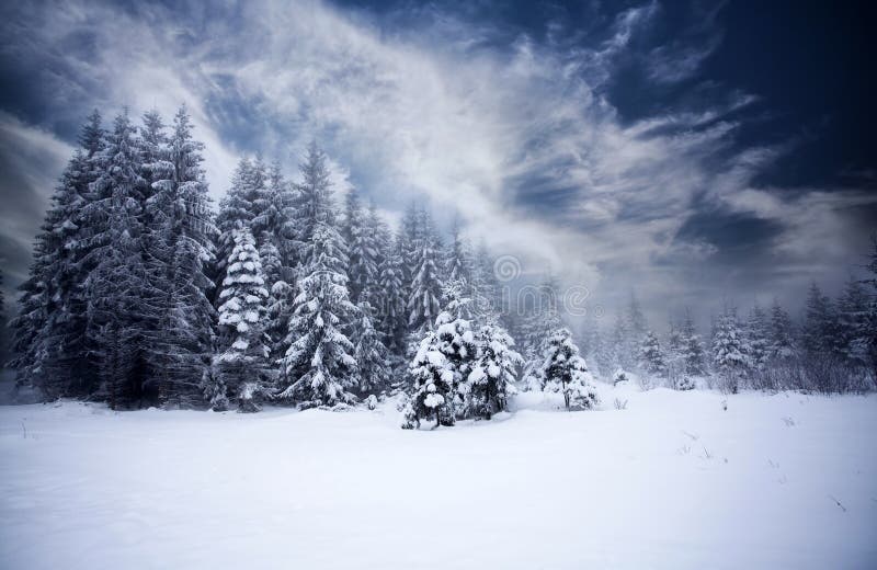 Nebelige Winterlandschaft mit Tannen lizenzfreie stockbilder Nebelige Winterlandschaft mit Tannen lizenzfreie stockbilder