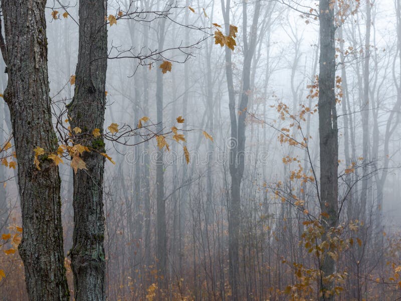 Nebeliges Holz im Fall Schließen Sie oben von den Bäumen mit Blättern stockbild Nebeliges Holz im Fall Schließen Sie oben von den Bäumen mit Blättern stockbild