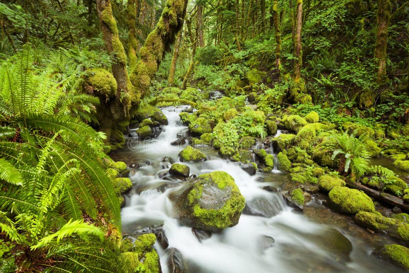 Nebenfluss im üppigen Regenwald, Columbia River Schlucht, USA stockfotografie Nebenfluss im üppigen Regenwald, Columbia River Schlucht, USA stockfotografie