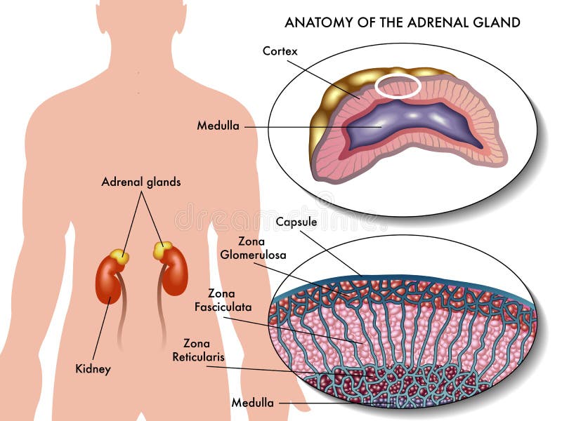 Medical illustration of anatomy of adrenal gland. Medical illustration of anatomy of adrenal gland