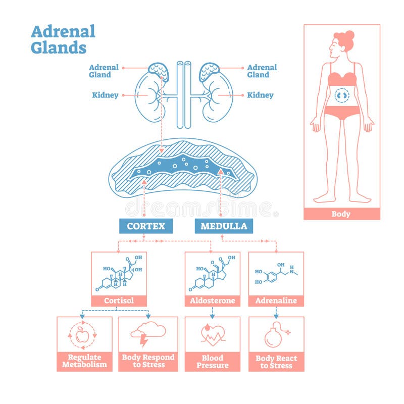 Adrenal Glands of Endocrine System.Medical science vector illustration diagram.Biological scheme with cortisol,aldosterone and adrenaline effects such as metabolism,stress response and blood pressure. Adrenal Glands of Endocrine System.Medical science vector illustration diagram.Biological scheme with cortisol,aldosterone and adrenaline effects such as metabolism,stress response and blood pressure.