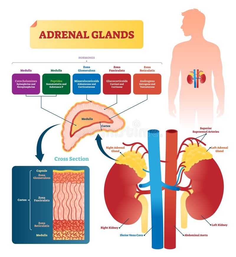 Adrenal glands vector illustration. Labeled scheme with all hormones types. Division in medulla, zona glomerulosa, fasciculata and reticulatis. Medical diagram with closeup right gland cross section. Adrenal glands vector illustration. Labeled scheme with all hormones types. Division in medulla, zona glomerulosa, fasciculata and reticulatis. Medical diagram with closeup right gland cross section.