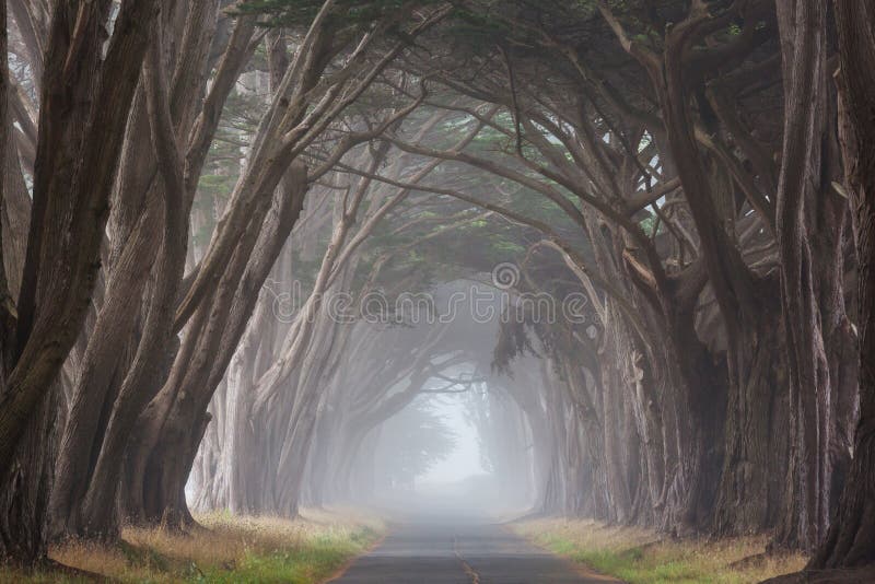 Misty trees alley in foggy weather. Misty trees alley in foggy weather.