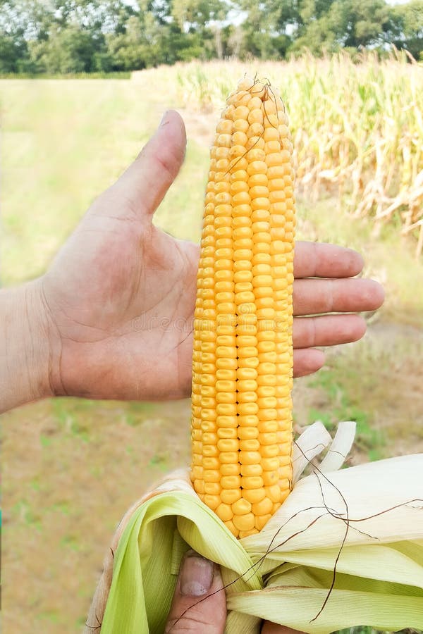 Nebraska Corn Cob stock image. Image of yellow, stalk 107782779