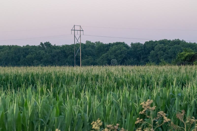 Nebraska Corn Field in the Summer Time Stock Photo Image of closeup