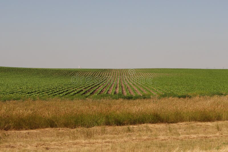 Nebraska corn fields stock photo. Image of vegtabales 42704286