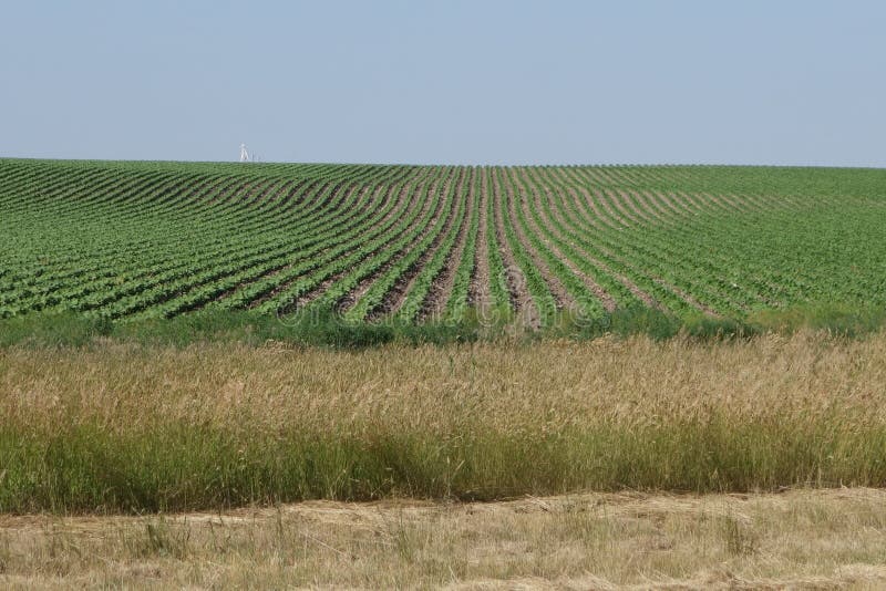 Nebraska Corn Field in the Summer Time Stock Photo Image of closeup