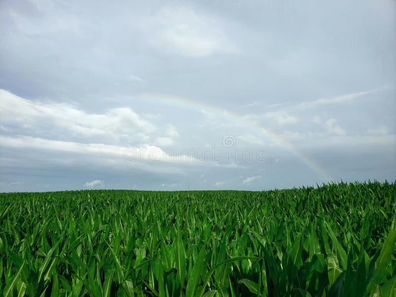 Nebraska Cornfield with a Rainbow in the Sky after a Fresh Rainstorm