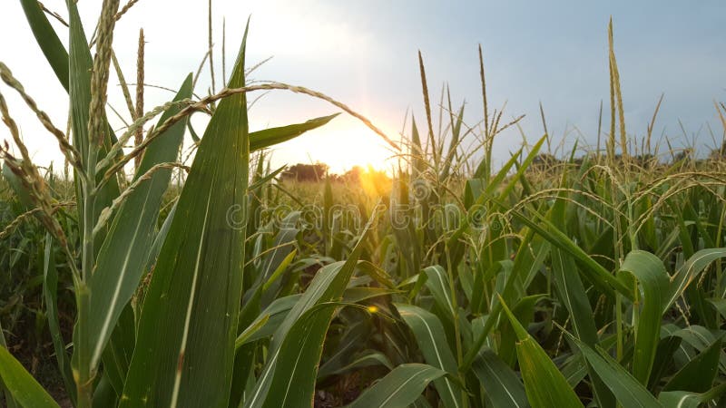 Nebraska sunset in the corn field stock photo Nebraska sunset in the corn field stock photo