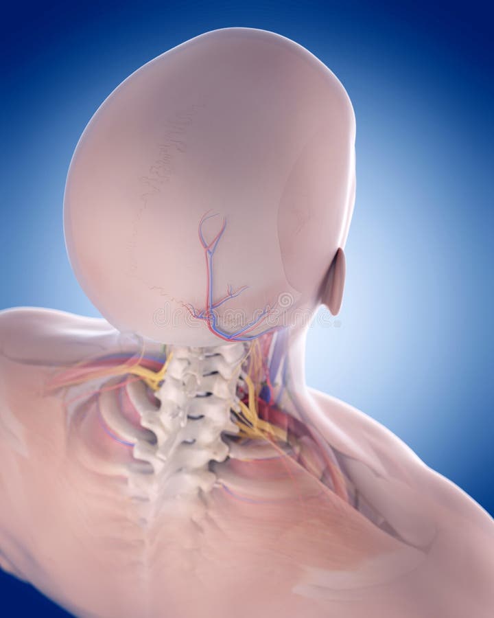 neck diagrams file neck diagrams file