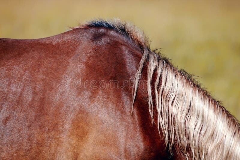 Neck of a horse. stock photo. Image of animal, animals 51581910