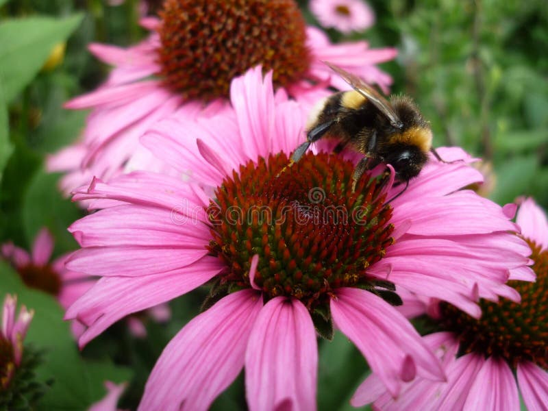Nectar, Bee, Coneflower, Honey Bee Picture. Image 121708368
