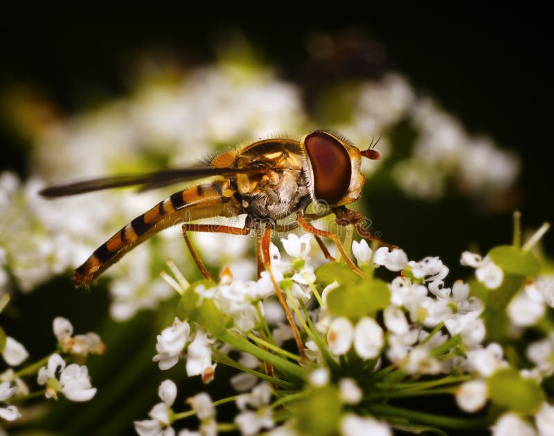 Nectar eating flower fly stock photo. Image of honey 23724788