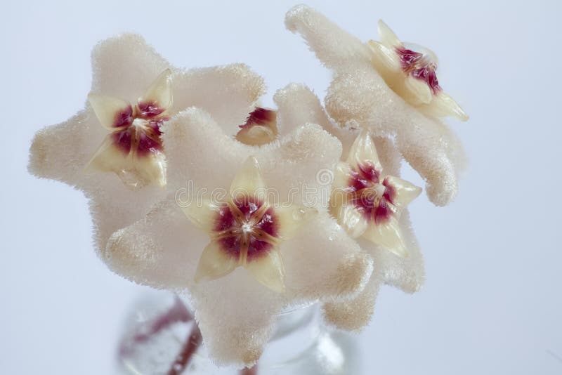 Nectar on Hoya flowers stock image. Image of botanic 89910837