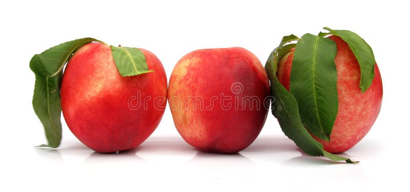 The nectarine is a cultivar group of peach that has a smooth, fuzzless skin. Though fuzzy peaches and nectarines are commercially regarded as different fruits, with nectarines often erroneously believed to be a crossbreed between peaches and plums, or a peach with a plum skin, they belong to the same species as peaches. Several genetic studies have concluded in fact that nectarines are created due to a recessive gene, whereas a fuzzy peach skin is dominant. Nectarines have arisen many times from peach trees, often as bud sports. The nectarine is a cultivar group of peach that has a smooth, fuzzless skin. Though fuzzy peaches and nectarines are commercially regarded as different fruits, with nectarines often erroneously believed to be a crossbreed between peaches and plums, or a peach with a plum skin, they belong to the same species as peaches. Several genetic studies have concluded in fact that nectarines are created due to a recessive gene, whereas a fuzzy peach skin is dominant. Nectarines have arisen many times from peach trees, often as bud sports.