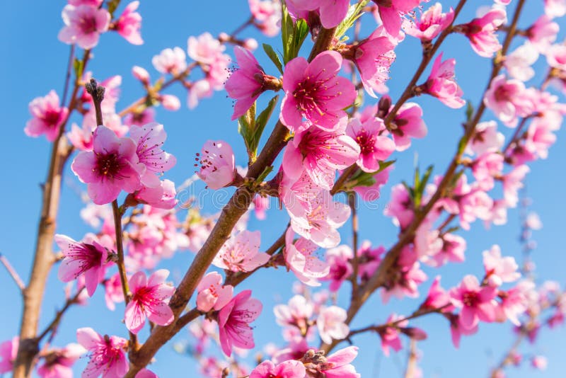 Nectarine Blossom