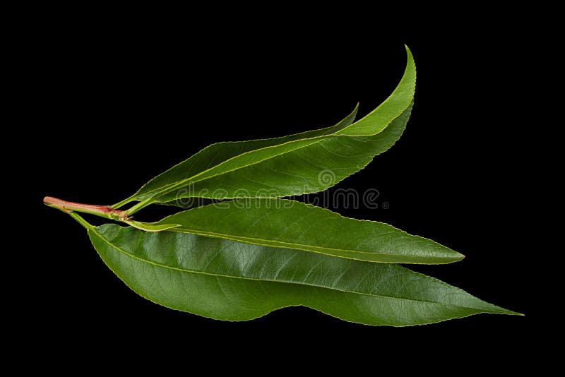 Nectarine fruit closeup stock image. Image of isolated 197749611