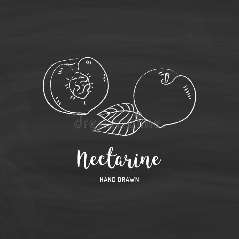 Nectarine Fruit Drawing, Half Nectarine with Bone. Sketch of Nectarines