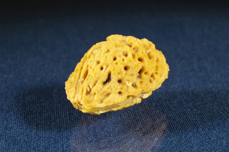 A Nectarine Nut is Lying on the Table with a Reflection Stock Image Image of orange, freshness