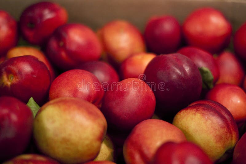 Nectarines