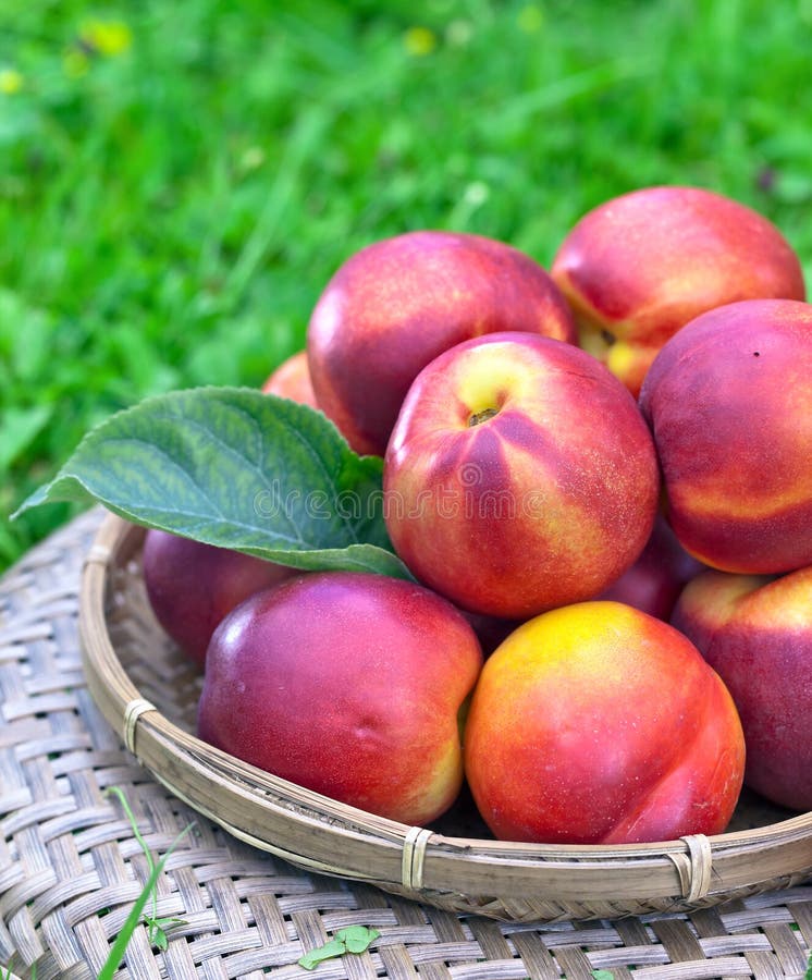 Nectarines stock photo. Image of agriculture, healthy 53143654