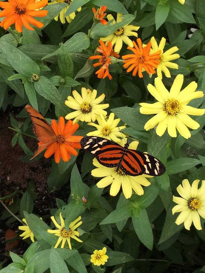 Tiger Gestreifte Longwing Basisrecheneinheit Stockbild