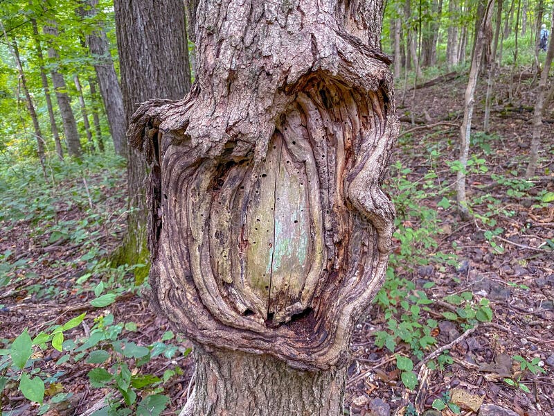 Nectria Canker stock image. Image of saccharum, callus - 197405235